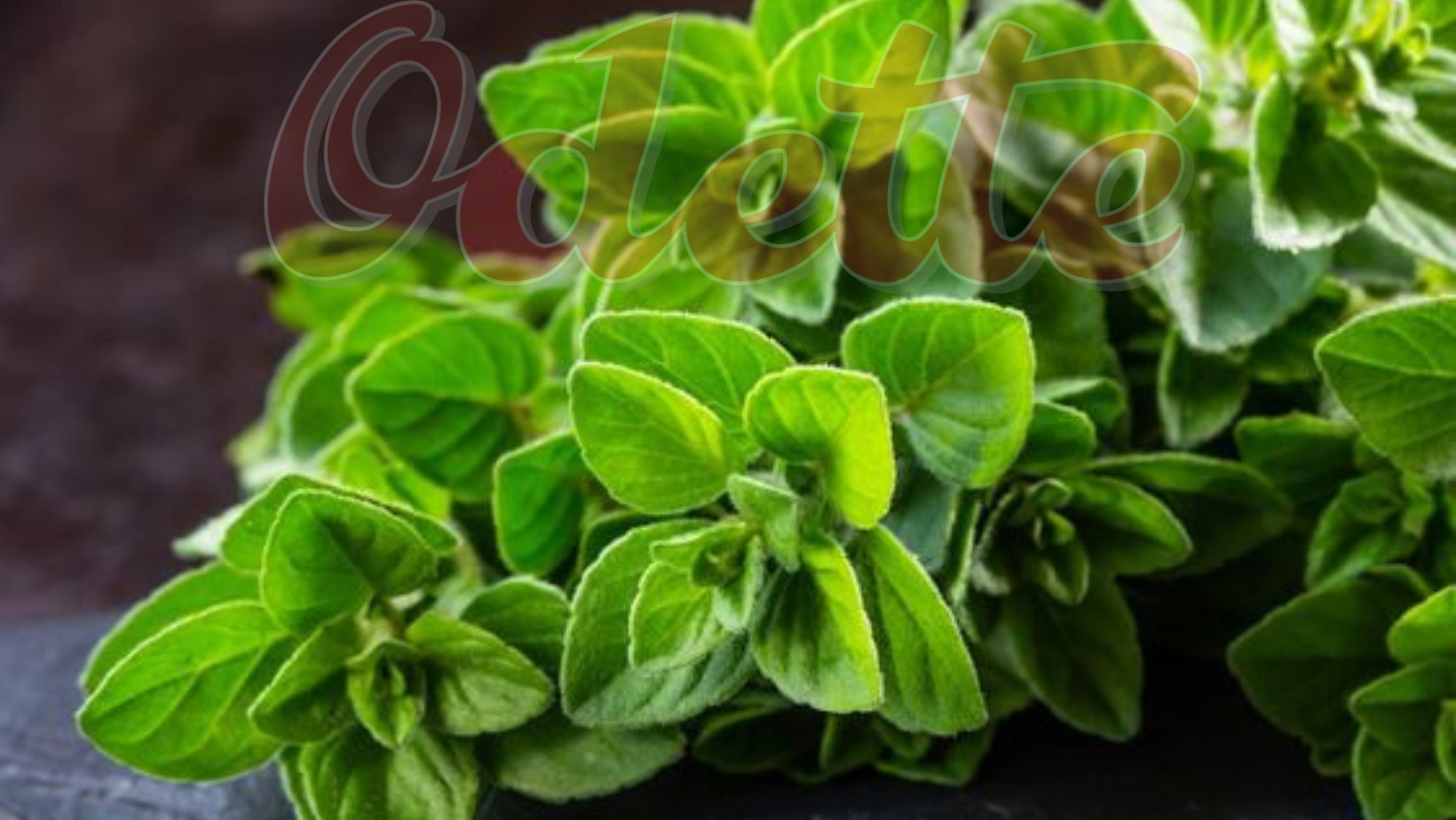 Oregano